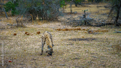 hyena in kruger national park, mpumalanga, south africa 57 photo