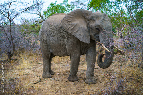 elephant in kruger national park, mpumalanga, south africa 37