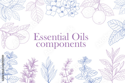 Aromatherapy background. Vector hand drawn herbal wallpaper. Elegant banner with plants.