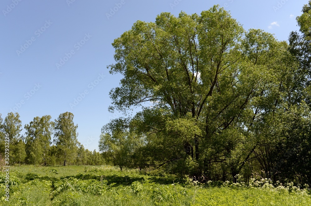 Obraz premium Summer landscape near lake Krasilovo in the Altai territory.Western Siberia. Russia