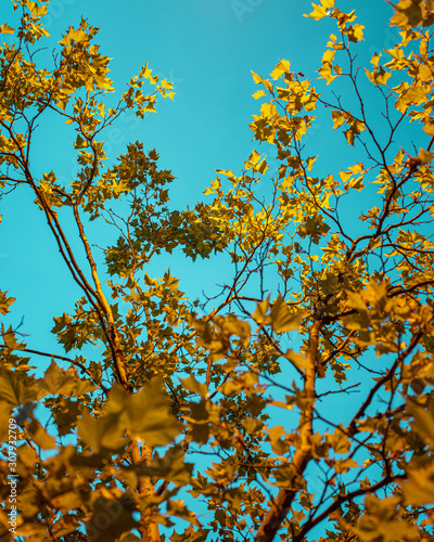 yellow leafs and the türkis sky photo