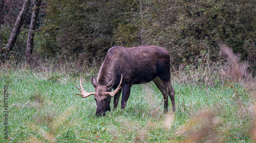 Male moose