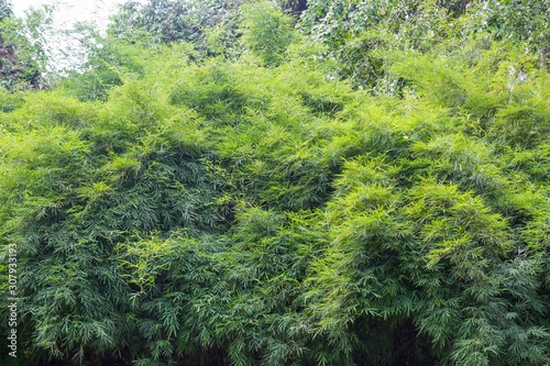 Bamboo Tree Leafs 