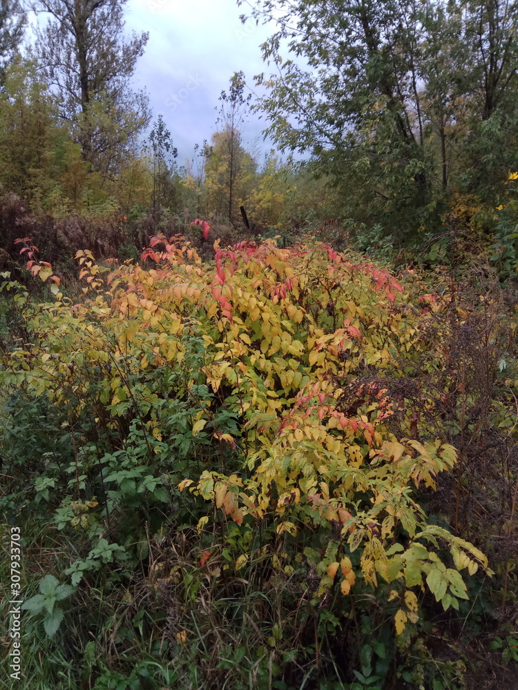 autumn leaves in forest