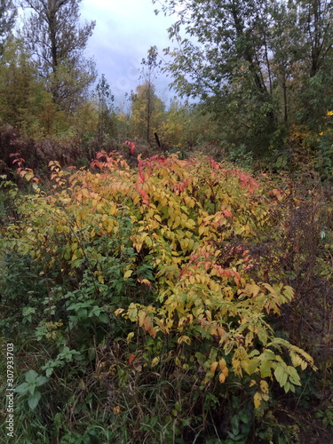 autumn leaves in forest
