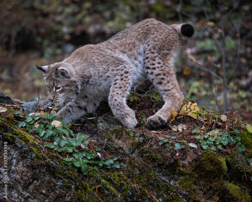 Siberian Lynx Adult Nika Triple D October 2019 Siberian Lynx Adult Nika Triple D October 2019