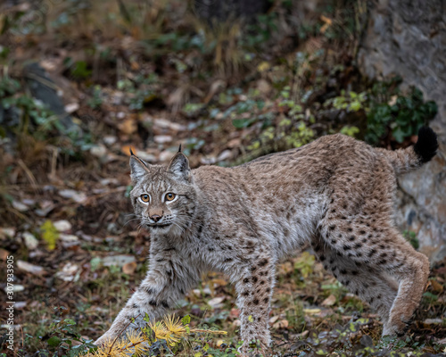 Siberian Lynx Adult Nika Triple D October 2019 © Carol