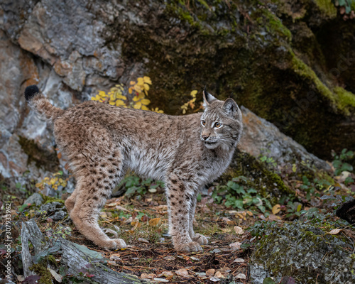 Siberian Lynx Adult Nika Triple D October 2019 © Carol