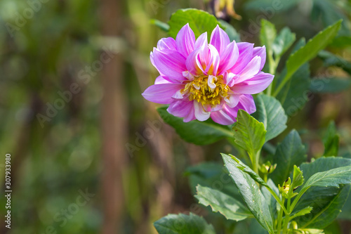 Purple flower yellow in middle