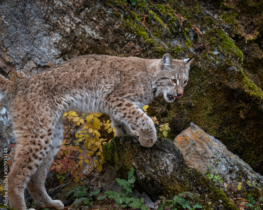 Siberian Lynx Adult Nika Triple D October 2019 Siberian Lynx Adult Nika Triple D October 2019
