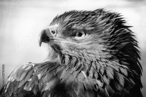 Painted eagle, pale morph, Aquila pennata, portrait, black and white. photo