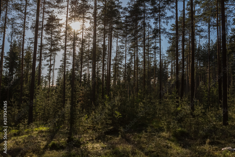 the sun shines through the pines the sun shines through the pines