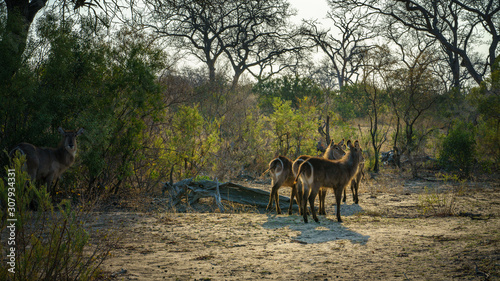 waterbucks in kruger national park, mpumalanga, south africa 17