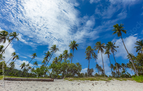 Plage et palmeraie photo