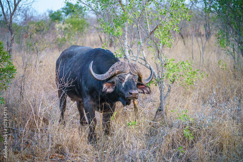 african buffalo in kruger national park  mpumalanga  south africa 1