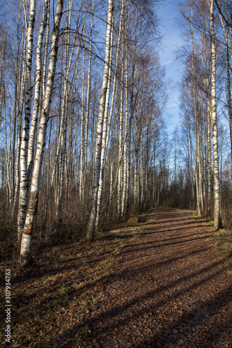 the path passes among the birches in the park  late autumn