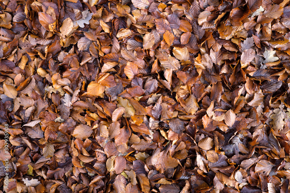 Brown leaves in autumn - Stockphoto