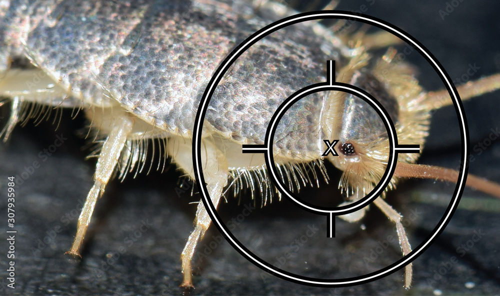 A long tailed silverfish, Ctenolepisma longicaudata, or gray silverfish with an aiming crosshair placed on top.