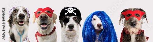 Banner five dogs celebrating carnival, halloween, new year wearing pirate hat, blue wig, red mask, cape and doctor costume. Isolated on white background..