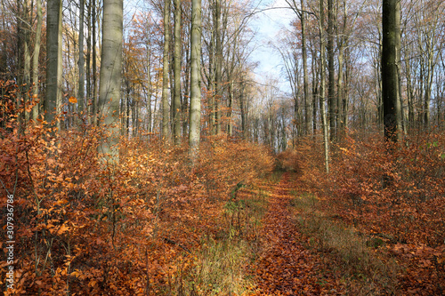 Junge Bäume im Herbst zwischen alten Bäumen und Waldboden bedeckt mit Laub Ende November 2019 - Stockfoto