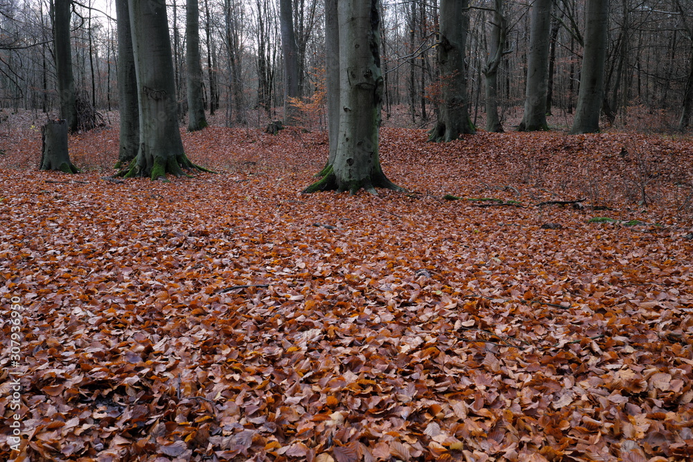 Waldboden bedeckt mit Laub im Spätherbst Ende November 2019 - Stockfoto Waldboden bedeckt mit Laub im Spätherbst Ende November 2019 - Stockfoto
