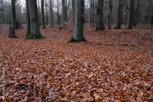 Waldboden bedeckt mit Laub im Spätherbst Ende November 2019 - Stockfoto
