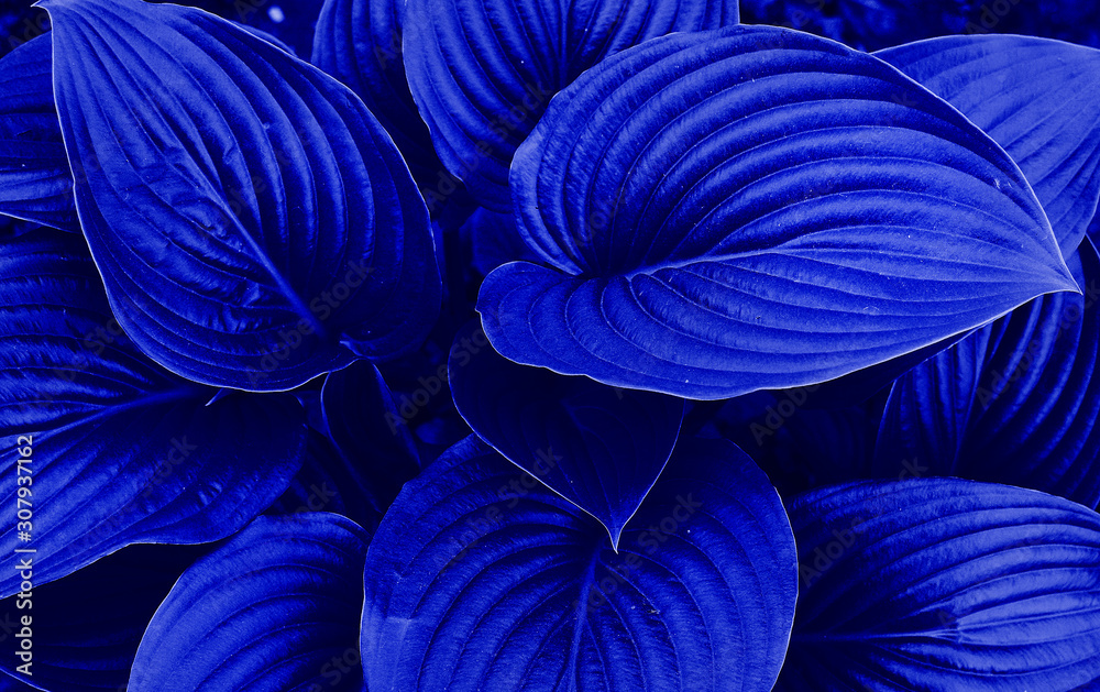 Classic Blue Pantone color Leafs in garden background.Close up.Design concept. classic blue leaves. Natural background.Color of the year 2020 classic blue. Main color trend concept. For design, fabric