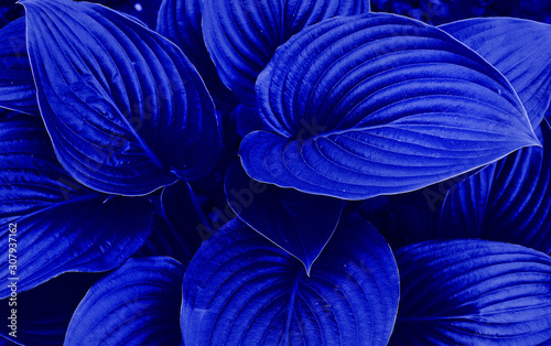 Classic Blue Pantone color Leafs in garden background.Close up.Design concept. classic blue leaves. Natural background.Color of the year 2020 classic blue. Main color trend concept. For design, fabric