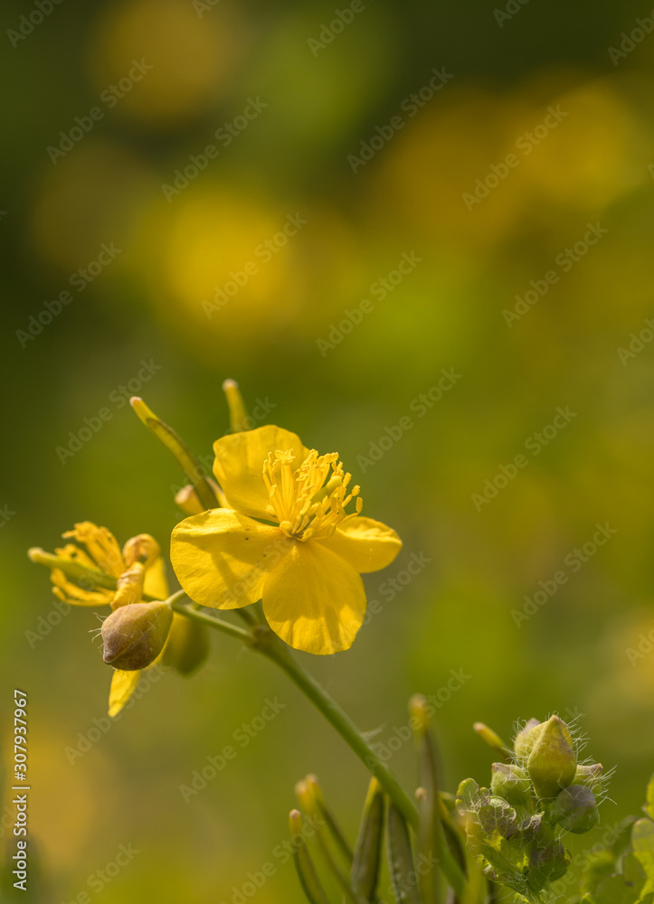 Greater celandine, Chelidonium majus, with soft natural background Greater celandine, Chelidonium majus, with soft natural background
