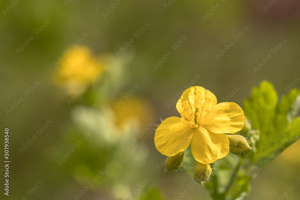 Greater celandine, Chelidonium majus, with soft natural background Greater celandine, Chelidonium majus, with soft natural background
