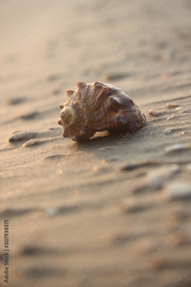 sea shell Rapana on the sandy seashore in the rays of the setting sun sea shell Rapana on the sandy seashore in the rays of the setting sun
