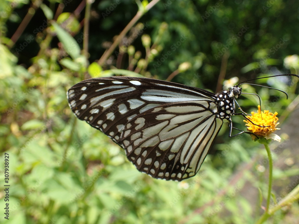 Schmetterling 2 Schmetterling 2