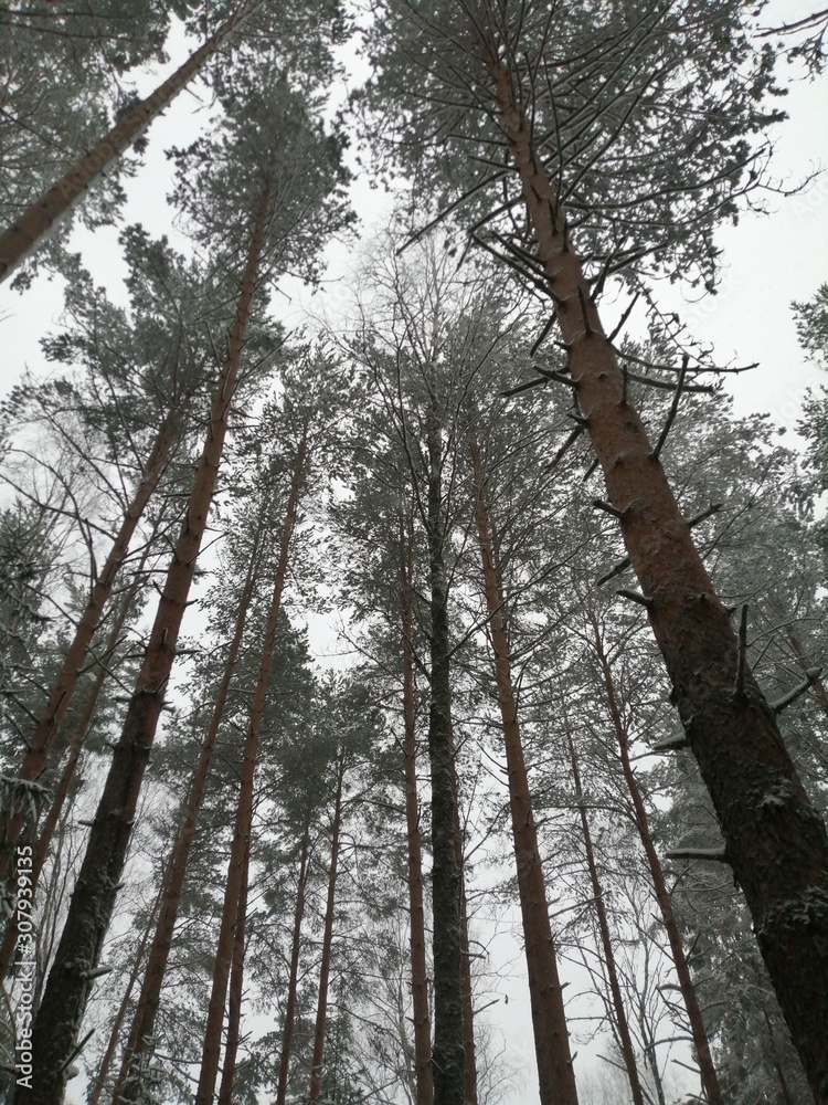 Fototapeta premium trees in forest
