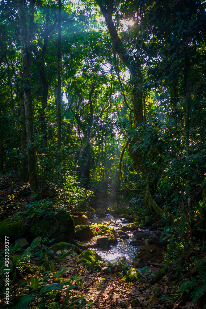 A small water course in Pedra Branca State Park in the Mata Atlantica biome. Rio de janeiro Brazil