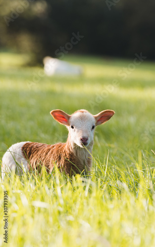 Baby sheep, lamb, in a field