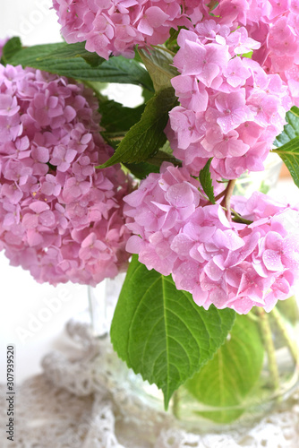 Hydrangea macrophylla with water drops on its petals. Flowering pink hortensia plant on a white rustic napkin.