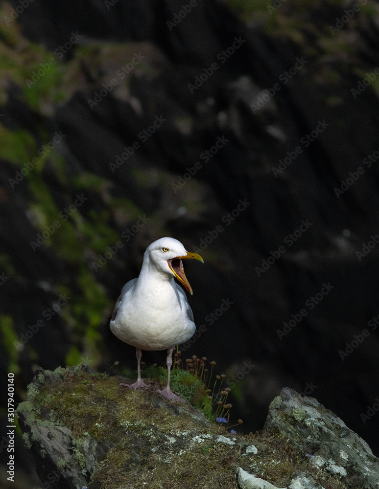 majestic lone large seagull perched on a cliff in Ireland majestic lone large seagull perched on a cliff in Ireland