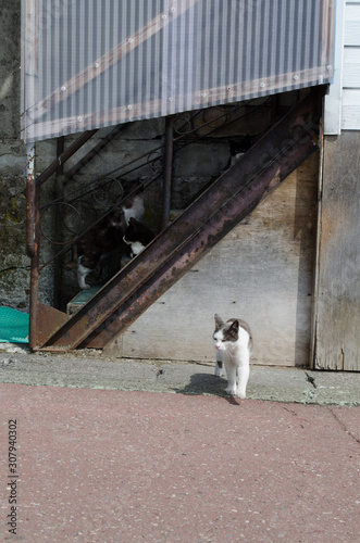 道端の猫 © ookinate23