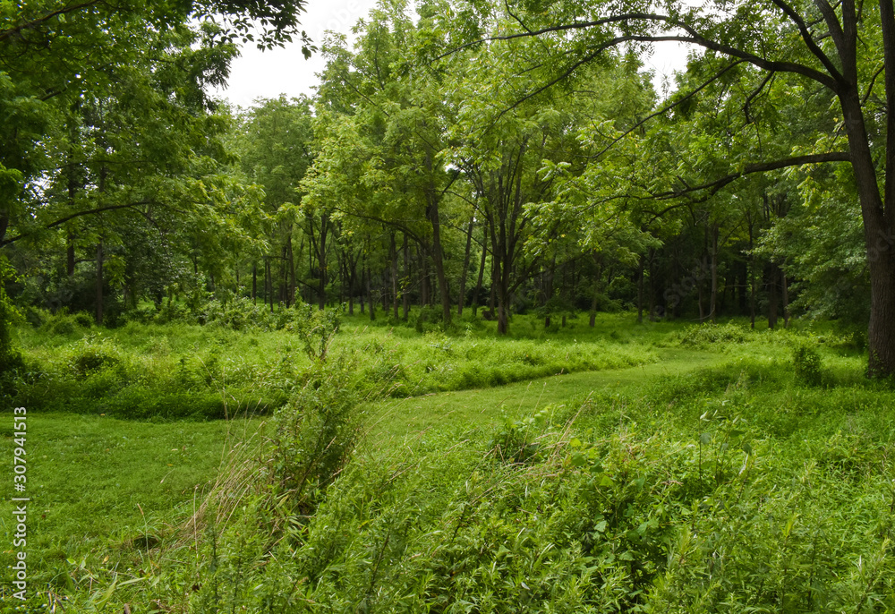 path in the forest