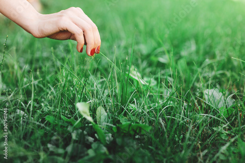 Seasonal planting grass close up. Woman's hand takes care of the lawn © Olha