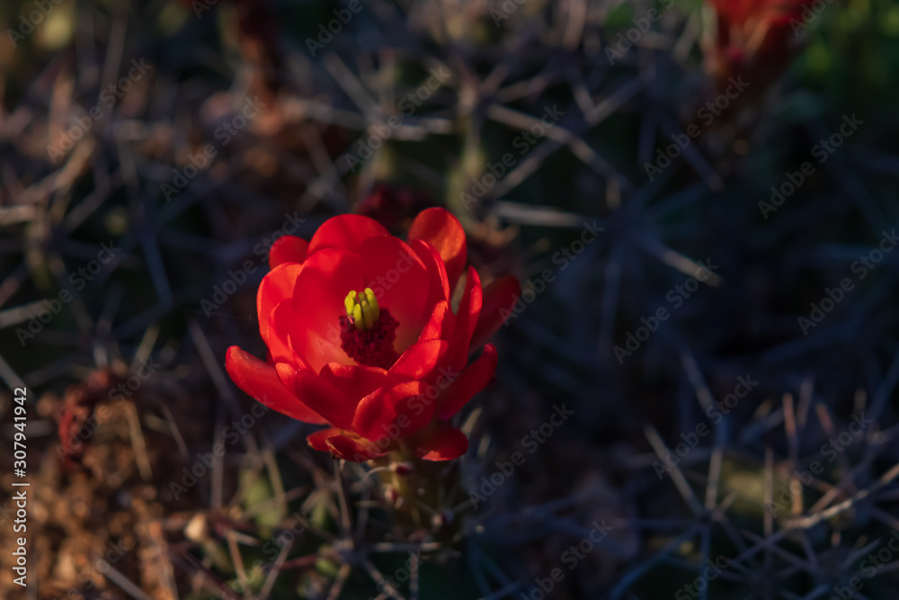 Red flower on a cactus, close-up Red flower on a cactus, close-up