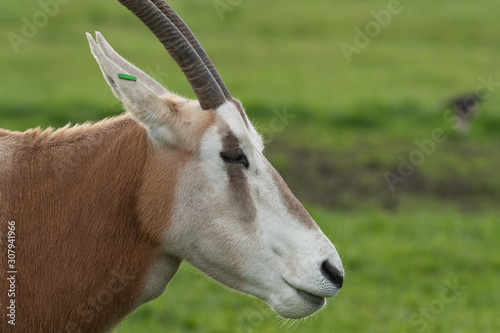 Close up portrait of a scimitar horned oryx (oryx dammah). photo