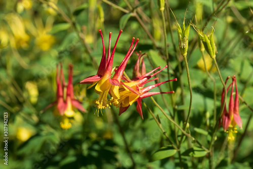 Yellow and red columbine wildflower  close-up