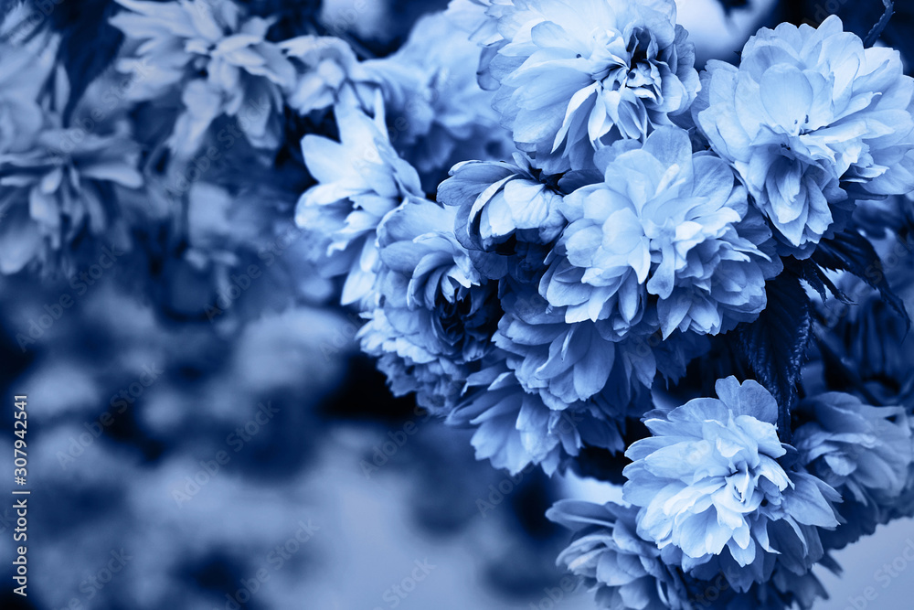 Classic blue background. Color of the year 2020. Blossoming flowers of cherry Classic blue background. Color of the year 2020. Blossoming flowers of cherry