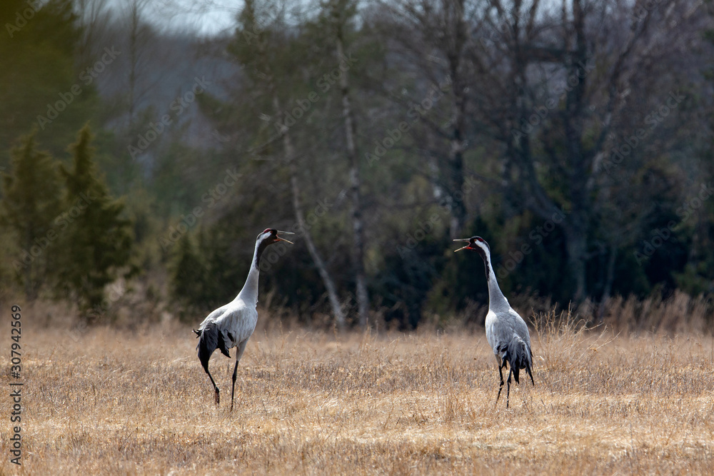 Common cranes calling to each other