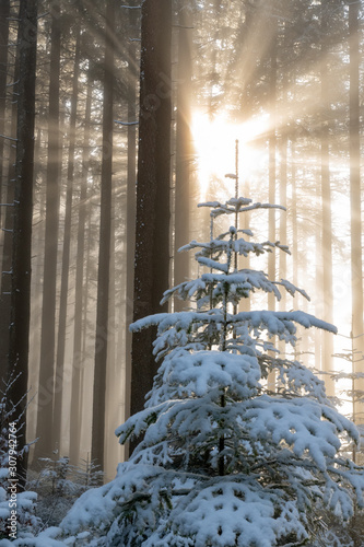 christmas tree covered in snow in fogy forest with sunlight shinging through spirituality healing photo