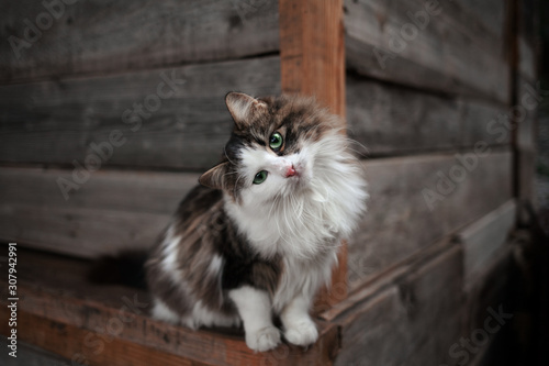 Fluffy small cat lie on the wooden background. photo