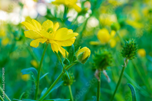 Buttercup, wildflower, close-up