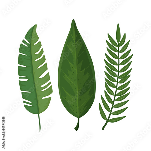 leafs nature tropical isolated icon vector illustration design
