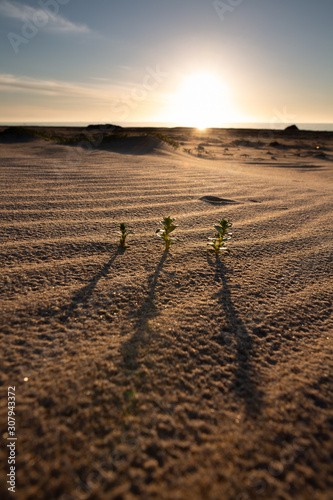 Three plants in the sand during sunset